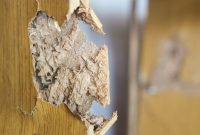 Ciri Awal Rumah Perlu Ditangani Jasa Pembasmi Rayap