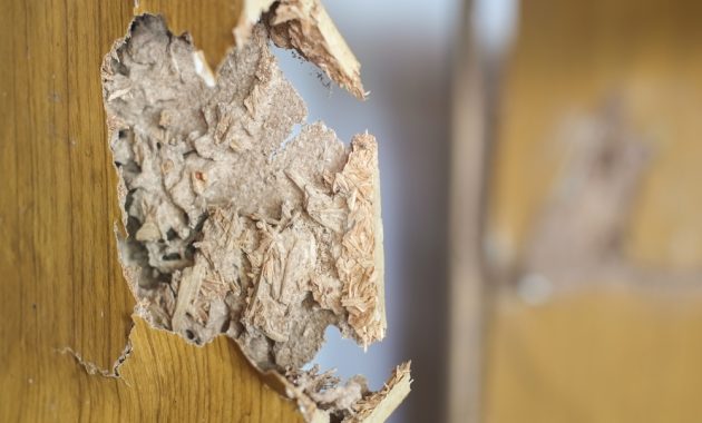 Ciri Awal Rumah Perlu Ditangani Jasa Pembasmi Rayap