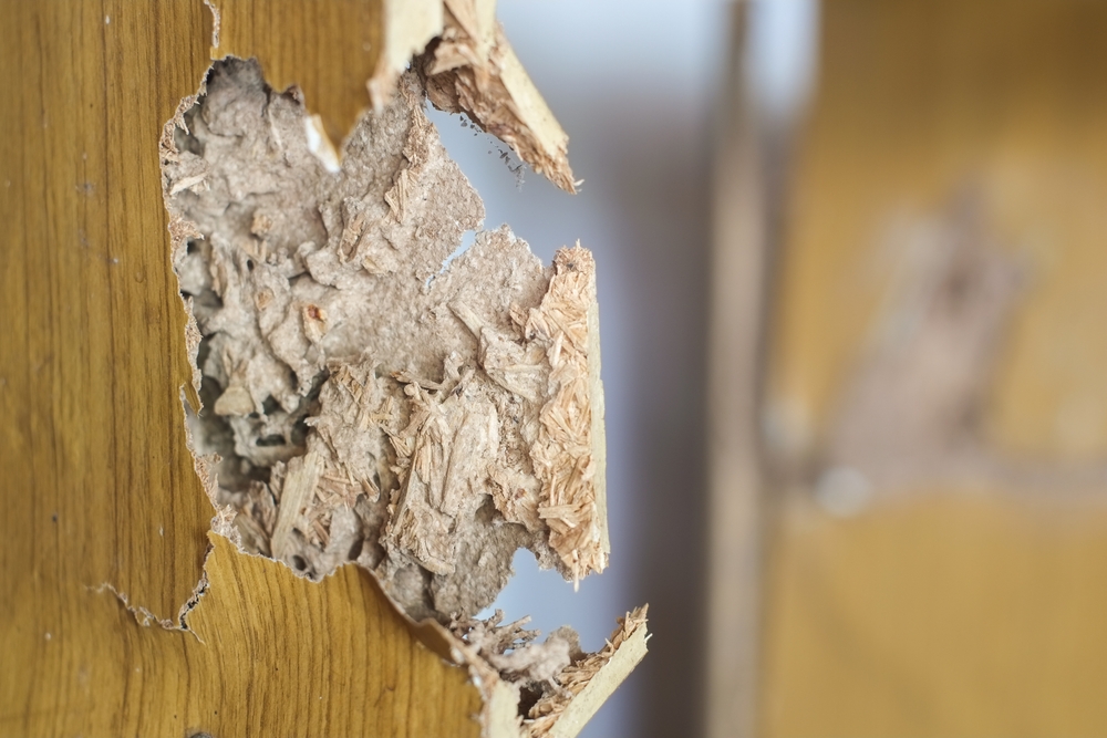 Ciri Awal Rumah Perlu Ditangani Jasa Pembasmi Rayap